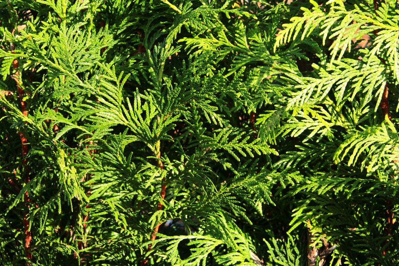 Green Giant Arborvitae is an extremely fast-growing evergreen tree that is very popular for growing into hedges.  It is a hybrid that has great vigor and tolerance to heat and humidity, making it a great choice for growing in the South. It has almost no disease issues and has some deer resistance as well.