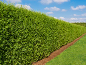Emerald Green Arborvitae is a slow-growing evergreen conifer that naturally grows into a tall, narrow columnar shape. It makes an excellent hedge due to its small footprint, lovely color, and low care needs. It is also very cold-hardy, making it suitable to grow in most parts of the USA.