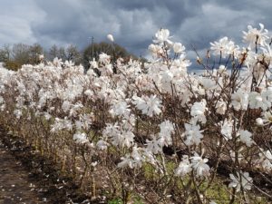 Royal Star Magnolia is a stunning flowering hedge with fragrant, double flowers in spring and lush green foliage in summer and yellow fall color. It is hardy to USDA Zone 5 and is very easy to grow.