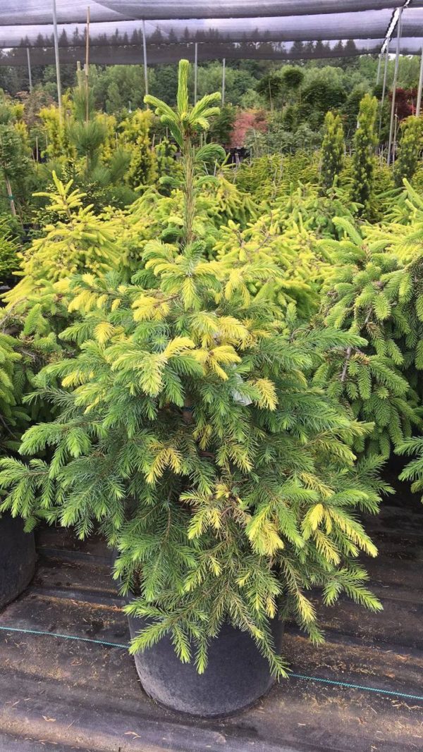 A compact, globose spruce with incredible two-tone foliage. Originally found as a witch's broom in the Czech Republic.