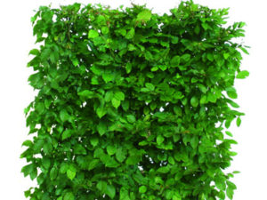 European Hornbeam is a favorite hedge choice in the US and Europe. It is easy to grow and responds well to pruning into a hedge. It is deciduous but will sometimes hold its winter leaves for an extended period for extra screening. It adds beautiful texture to the landscape. It is a great choice for areas with heavy, poorly-draining soil. It is also shade tolerant.