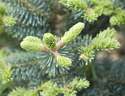 Powder blue needles decorate the stems of this sub-alpine fir and give it a very soft appearance. Dense branching creates a tight conical form. An excellent option for rock gardens or other settings where a mountainous, alpine aesthetic is desired.