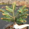 This miniature fir has incredibly short, light green needles and a compact, somewhat flat, globose habit.