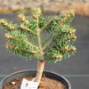 This miniature fir has incredibly short, light green needles and a compact, somewhat flat, globose habit.