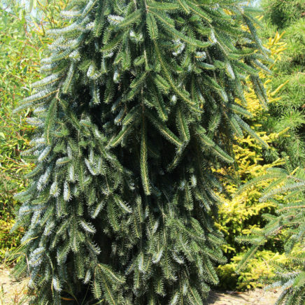 The pendulous branches and leader of this informal, upright European silver fir spiral or twist to give it a very attractive, sculptural appeal. New light green needles that mature to glossy green are decorated by silvery undersides.