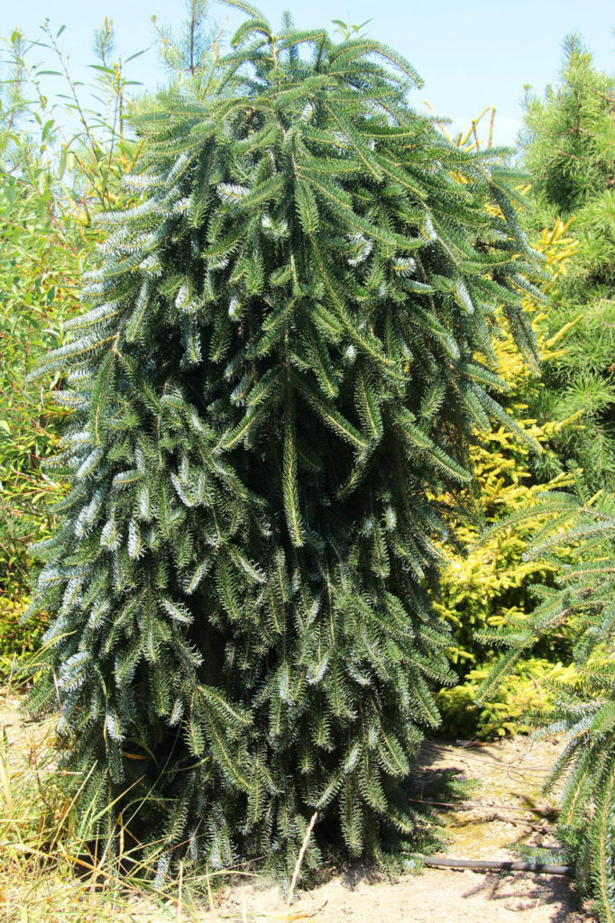 The pendulous branches and leader of this informal, upright European silver fir spiral or twist to give it a very attractive, sculptural appeal. New light green needles that mature to glossy green are decorated by silvery undersides.