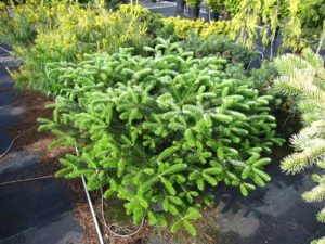 For a beautiful display of upright purple cones above dense green needles, this low, spreading form of Arnoldiana fir with green needles is an excellent choice. The prostrate plant, a cross between Abies koreana and Abies veitchii, grows very slowly.