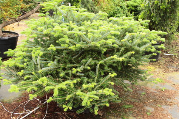 For a beautiful display of upright purple cones above dense green needles, this low, spreading form of Arnoldiana fir with green needles is an excellent choice. The prostrate plant, a cross between Abies koreana and Abies veitchii, grows very slowly.