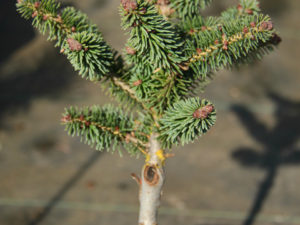 This miniature fir was found as a witch's broom by Josef Braeu. It has short, light-green needles and a globose habit.