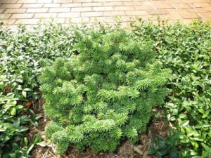 Extremely hardy and reliable, this round, flattened form of dwarf balsam fir has bright green new growth that contrasts nicely with its shiny dark green mature foliage.