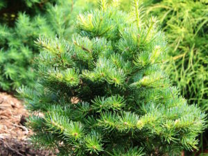 This dwarf fir has large, resinous buds and a somewhat upright habit. The dark-green needles are spaced quite far apart on the branchlets, giving this plant an interesting texture.