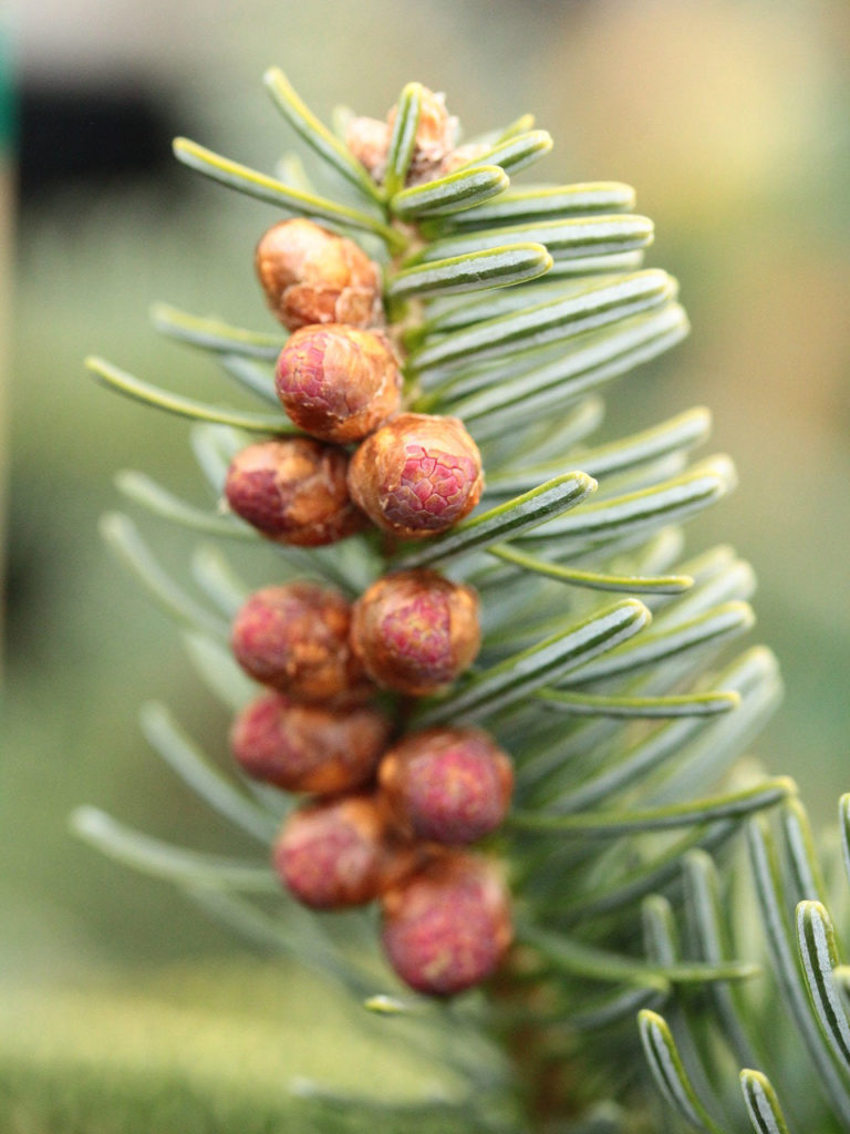 Neatly-arranged blue-green needles are accented by prominent orange-brown buds on this compact dwarf fir.