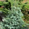 Bright silver-blue needles on this dense, upright selection give the tree a soft texture. A slow growth rate and beautiful color make this tree a good accent plant.