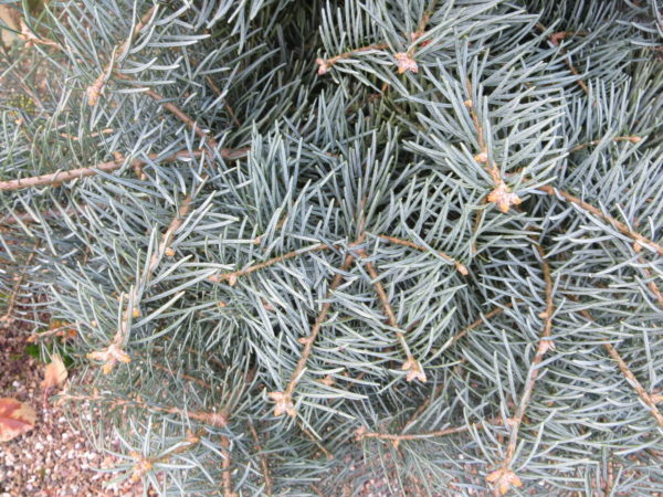 Bright silver-blue needles on this dense, upright selection give the tree a soft texture. A slow growth rate and beautiful color make this tree a good accent plant.