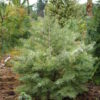 Thin, blue-green needles are dipped with a beautiful cream-white color, giving a very unique color combination to this new selection of fir. Found, named, and introduced in Europe.