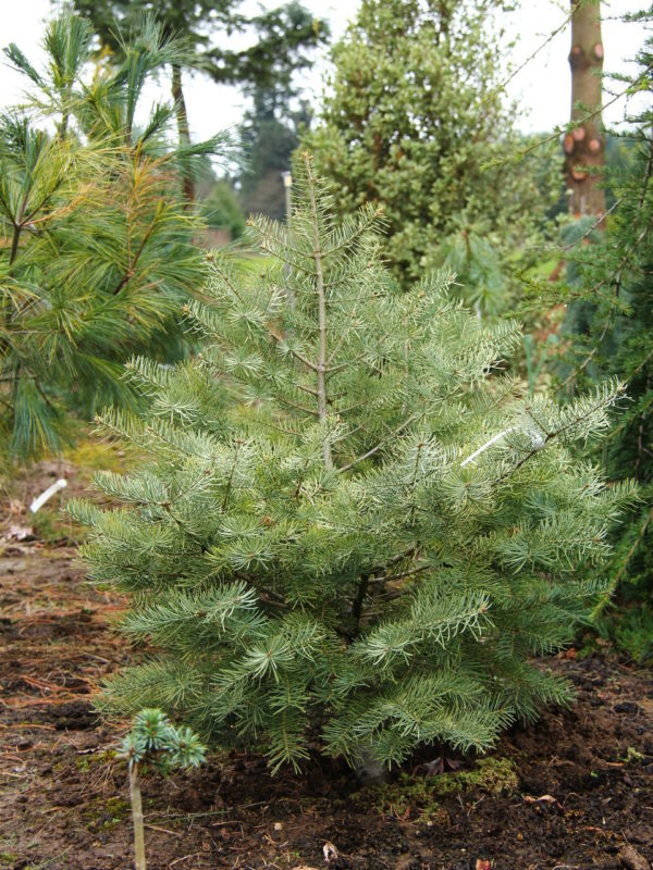 Thin, blue-green needles are dipped with a beautiful cream-white color, giving a very unique color combination to this new selection of fir. Found, named, and introduced in Europe.