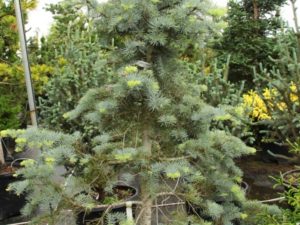 A dense narrow pyramidal concolor fir with gracefully hanging side branches. Powder blue needles and light green-blue new growth give a very soft look.