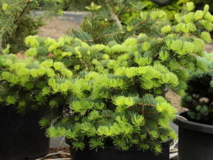 Light, blue-green needles give this dwarf fir a lovely coloration and semi-globose form.