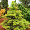 The needles of this slow-growing white fir start out lush chartreuse and soften to incredible buttery yellow. Hardy and tough enough to stand up to full sun, the broadly conical tree develops brilliant winter color.