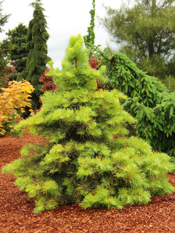 The needles of this slow-growing white fir start out lush chartreuse and soften to incredible buttery yellow. Hardy and tough enough to stand up to full sun, the broadly conical tree develops brilliant winter color.