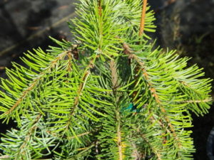 Needles are arranged in a distinctive fashion on this species of fir, fanning out to opposite sides of each branch. The unique foliage and strict weeping habit makes this conifer exceptional. If staked, it will form a narrow, upright tree; otherwise, forming a spreading mound.