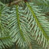 This cultivar was selected from an intentional hybridization between Abies grandis and Abies concolor by Kurt Wittboldt-Müller in Germany. The needles are arranged in rows more flattened than that of Abies concolor but are significantly bluer than those of Abies grandis. An excellent intermediate fir with beautiful foliage.