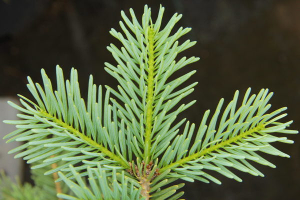 This cultivar was selected from an intentional hybridization between Abies grandis and Abies concolor by Kurt Wittboldt-Müller in Germany. The needles are arranged in rows more flattened than that of Abies concolor but are significantly bluer than those of Abies grandis. An excellent intermediate fir with beautiful foliage.