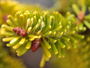 Needles turn a yellow-green with the cold temperatures of winter.