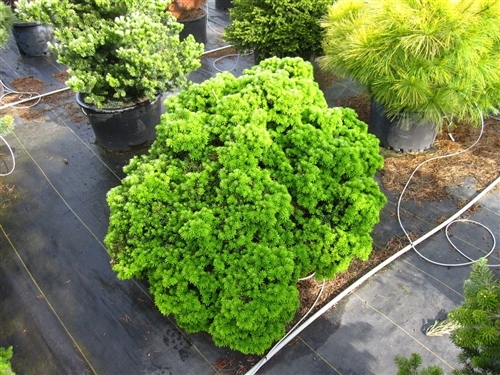 Tiny and charming, this miniature Korean fir grows only about 1" a year and forms a flattened ball of about one foot in 10 years. An attractive addition to a rock garden or trough.