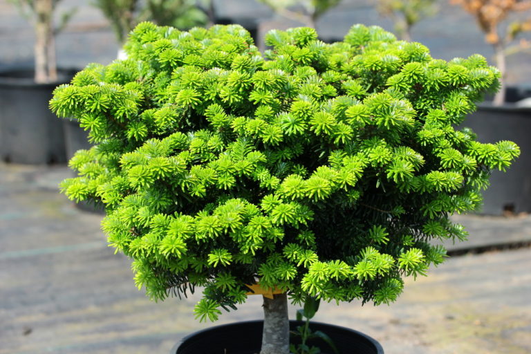 Tiny and charming, this miniature Korean fir grows only about 1" a year and forms a flattened ball of about one foot in 10 years. An attractive addition to a rock garden or trough.