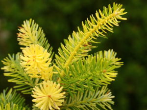 Yellow branches appear here and there on this otherwise dark green Korean fir. A conical form and interesting coloration give the unique, slow-growing conifer a distinctive look.