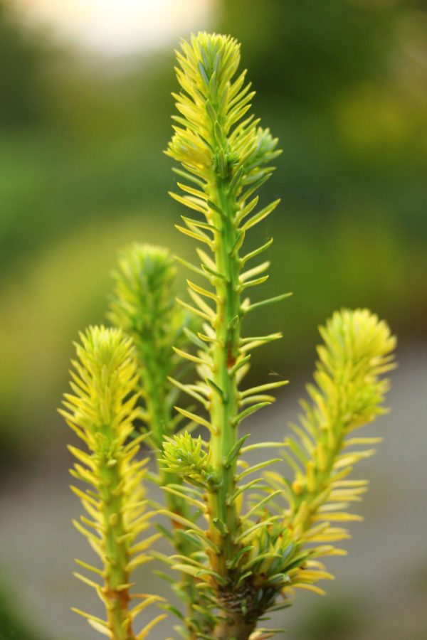 Yellow branches appear here and there on this otherwise dark green Korean fir. A conical form and interesting coloration give the unique, slow-growing conifer a distinctive look.