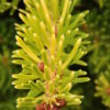 Soft, golden-yellow color intensifies toward the needle tips on this dwarf Korean Fir. It is a fairly low-growing plant that has beautiful color throughout the year.