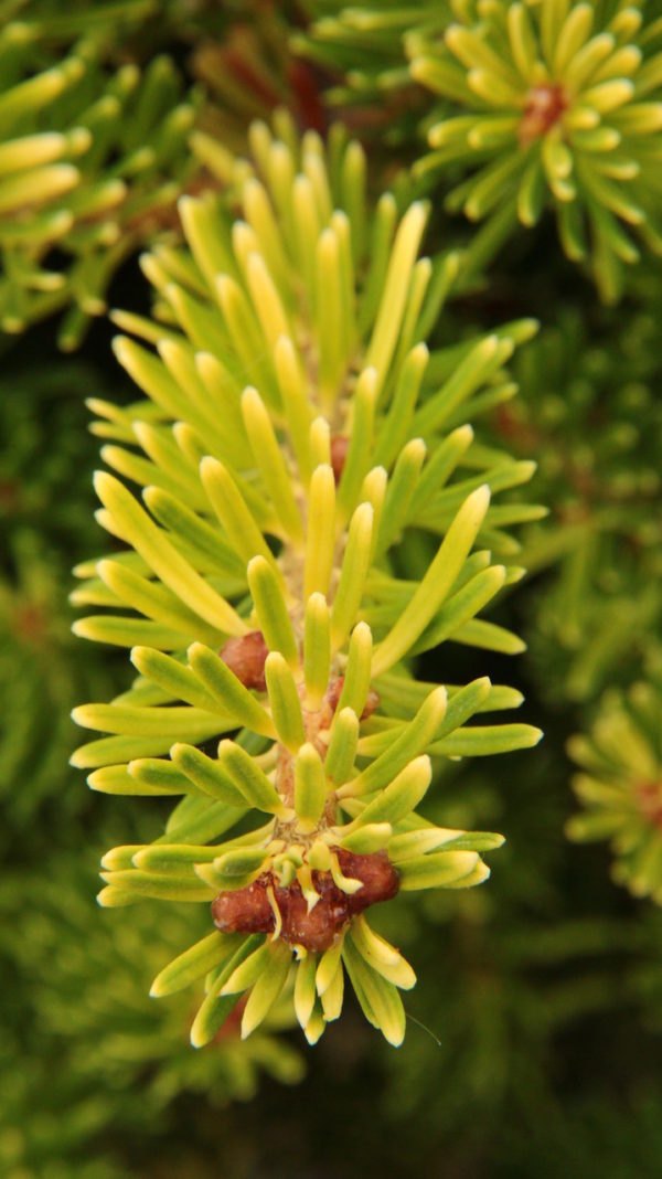 Soft, golden-yellow color intensifies toward the needle tips on this dwarf Korean Fir. It is a fairly low-growing plant that has beautiful color throughout the year.