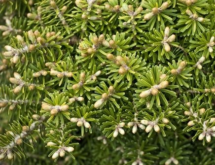 A great rock garden, trough or container plant, this miniature Korean fir forms a dense globe of green needles with silvery undersides. With growth of only 1" a year, the tiny ball provides year-round interest in a small space.