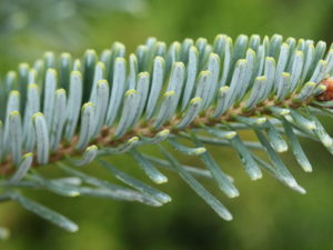 Beautiful dark bluish green needles are fairly long on this hybrid fir. The wonderful color and compact growth habit both show characteristics of this variety's parentage of Abies koreana and Abies lasiocarpa.