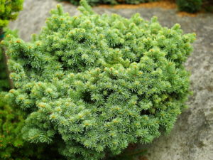 Silvery, bluish-green needles are arranged on short, stubby branches. This dwarf fir has a marvelous alpine appearance, and it will very slowly develop into a dense, squat pyramid.