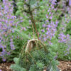 Stunning, silver-blue foliage on this narrow weeping fir is very attractive. The pendulous branches make the stomatal bands on the reverse of the needles even more visible. An excellent yet very uncommon selection!