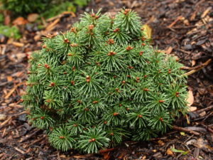 This exceptionally-dense, miniature conifer has shiny, dark-green needles that are set so densely on the plant that it is nearly impenetrable. As one of the slowest-growing firs, this plant is a collector's gem!