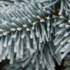 This pyramidal selection of Alpine Fir has a gorgeous bright blue color. Its dense growth and perfect Christmas tree shape make it a delightful addition to any landscape.