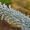 This pyramidal selection of Alpine Fir has a gorgeous bright blue color. Its dense growth and perfect Christmas tree shape make it a delightful addition to any landscape.