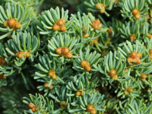Light green needles on this tight, bun-shaped fir are exceptionally short! Comparably large, orange-brown buds add contrast to the short, stubby branches of this attractive, miniature fir.