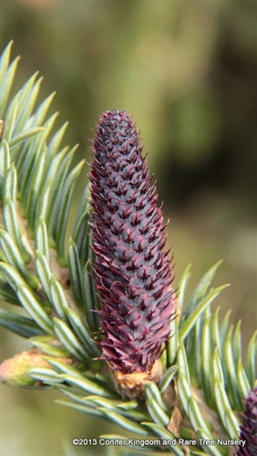 This dwarf fir has a tight, upright, conical form and long, soft, blue-gray needles that look good all year. It is quite possible that this variety is actually a cultivar of the similar Abies lasiocarpa. Either way, it is a desirable dwarf fir that is easy to grow.