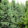 This dwarf fir has a tight, upright, conical form and long, soft, blue-gray needles that look good all year. It is quite possible that this variety is actually a cultivar of the similar Abies lasiocarpa. Either way, it is a desirable dwarf fir that is easy to grow.