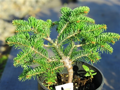 Compact growth on this dwarf fir is light-green when new, darkening to a rich, glossy green in summer. The slow growth and dense branch structure make it a choice dwarf fir.