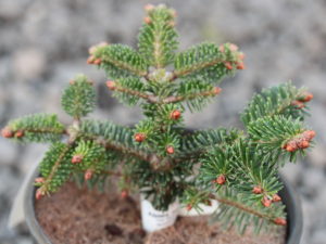 The dwarf bun shape and tiny, bright green needles of this Nordmann fir give it a very tight, clean appearance. Eventually develops into a shrub, wider than high.