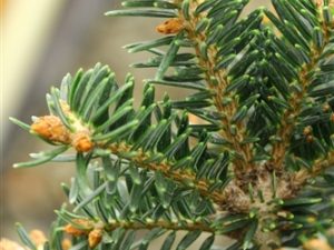 A very narrow, columnar fir with rich, dark-green needles.