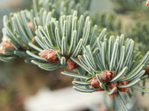 This slow-growing fir was found as a witch's broom. Dark-green foliage has fairly prominent, silver-white undersides. A delightful dwarf with distinctive orange-brown winter buds. Can develop a dense, squat, pyramidal form with age.