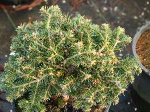 A low-growing, flat-topped nest-shaped fir with bright green foliage and prominent orange-brown buds.