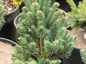 Bright blue foliage on this columnar fir is very stunning. Its narrow form makes it a wonderful, slow-growing Christmas-type tree. Selected by Jason Hupp of Western Evergreen